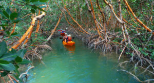 Person kayaking through a narrow mangrove tunnel with green water and dense tree roots surrounding the path.