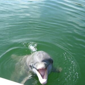 Dolphin tour fun near Siesta Key Beach!