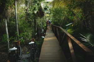  People walking along a wooden boardwalk through lush tropical forest with parked cruiser bikes nearby in Siesta Key, Florida