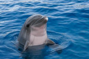 Bottlenose dolphin poking its head above the water, surrounded by rippling blue waves.