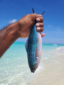 Freshly caught fish held by a fisherman on the beach in Siesta Key, Florida