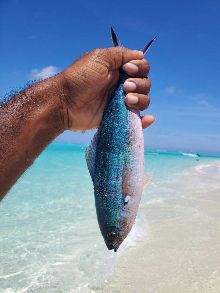 Freshly caught fish held by a fisherman on the beach in Siesta Key, Florida