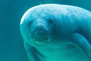 Close-up underwater view of a manatee swimming in clear blue water, showing its round face, whiskers, and gentle expression.