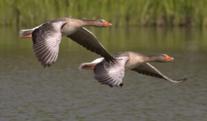 Two wild geese flying gracefully over a calm lake with green reeds in the background.