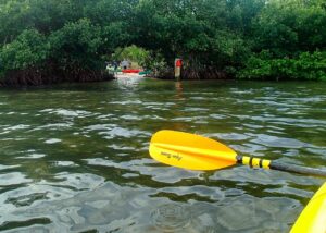 Kayaking through lush mangrove tunnels in Siesta Key, Florida, with a bright yellow paddle on the water.