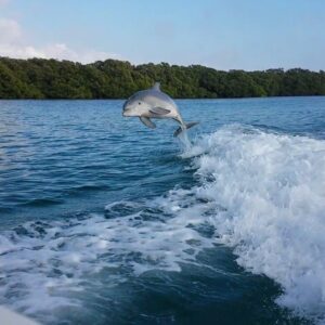 A dolphin leaps gracefully from the Gulf waters near Siesta Key, Florida, alongside a boat’s wake.