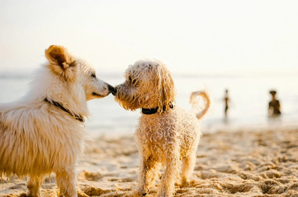 Two dogs meeting nose to nose on the sandy beach at Siesta Key, Florida, enjoying a relaxed dog-friendly beach day.