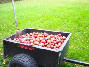 Fresh apples collected during apple harvest season in Vermont