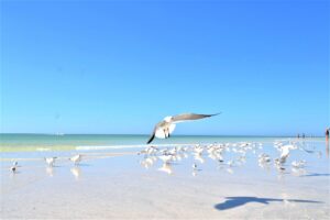 Seagulls flying and resting along the shoreline of Siesta Key Beach with white quartz sand and calm Gulf of Mexico water in Sarasota, Florida.