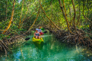 Couple kayaking through crystal-clear mangrove tunnels near Siesta Key, Florida, surrounded by lush greenery on a peaceful outdoor adventure.