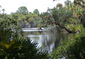 Scenic waterway surrounded by lush palm trees, live oaks, and native Florida vegetation at Jelks Preserve in Venice, Florida.
