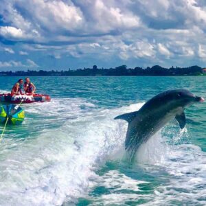 Dolphin jumping from the Gulf waters near Siesta Key Florida