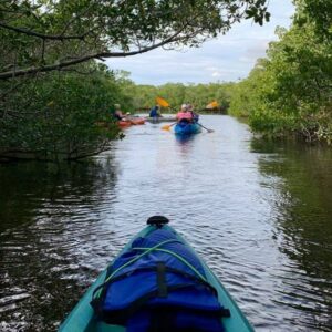 Kayakers exploring the mangrove waterways near Siesta Key Florida